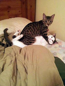 驚いて二度見する猫の写真：三度のメシよりネコが好き！：So-netブログ (3342)